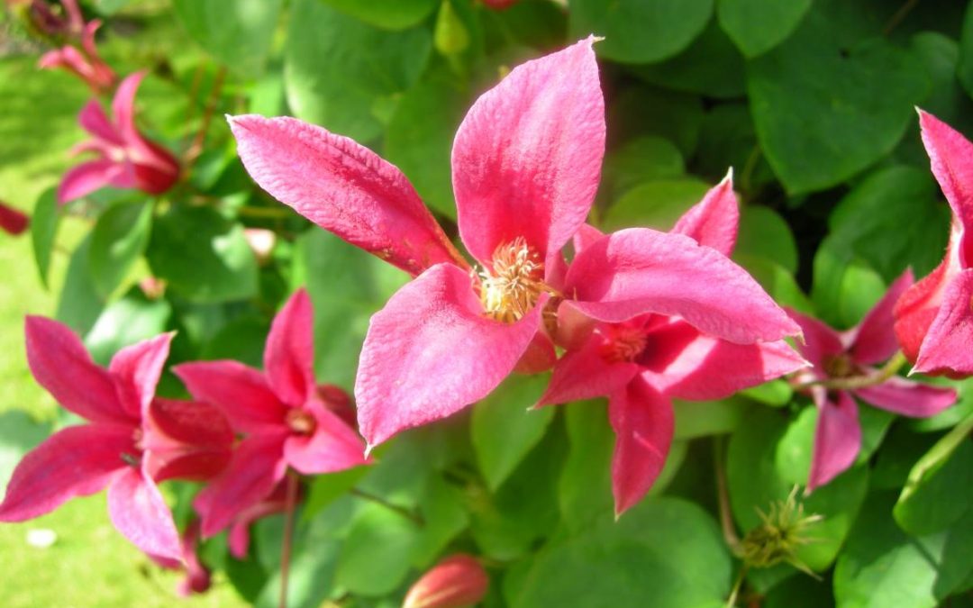 Demonstration of Pruning